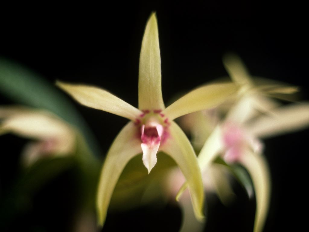 Dendrobium Alick Dockrill - HCC/AOC