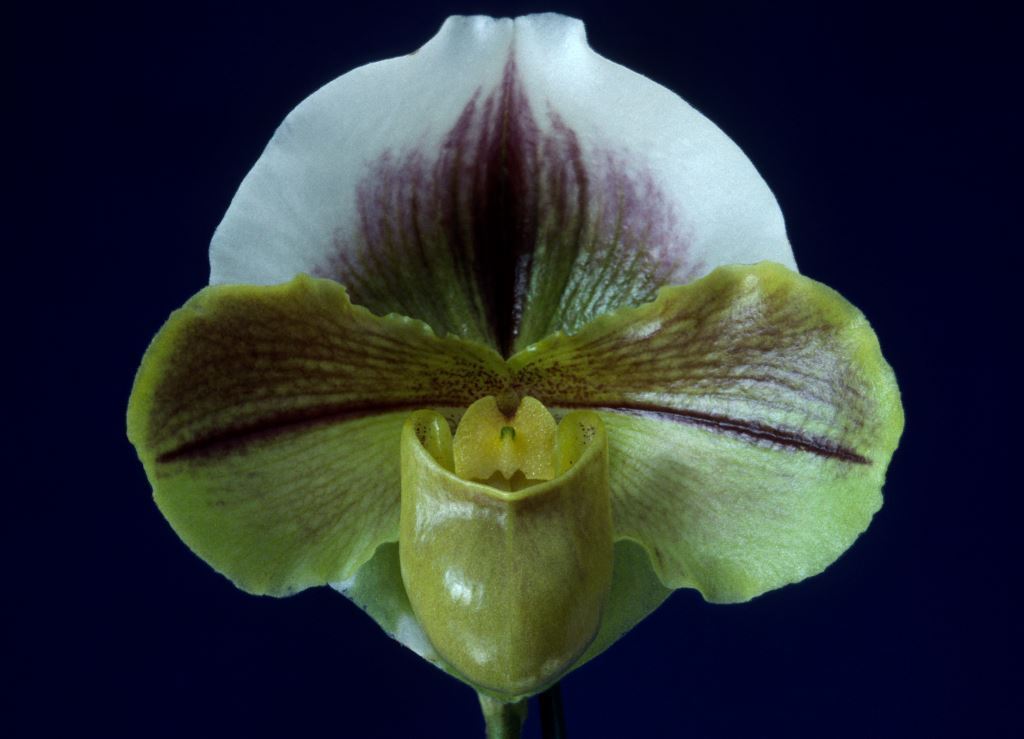 Paphiopedilum Global passport - HCC/AOC