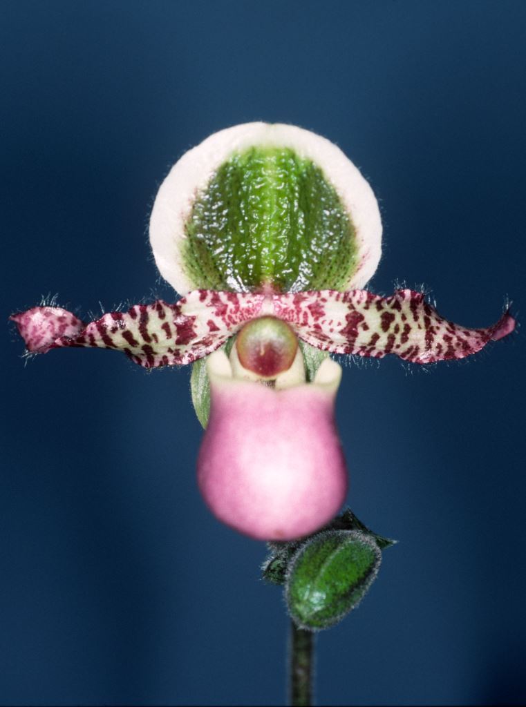 Paphiopedilum liemianum - HCC/AOC