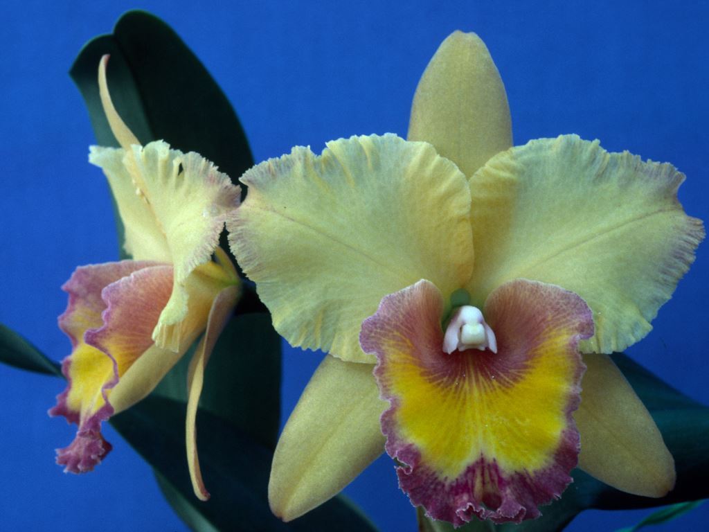 Rth Hawaiian Thanksgiving