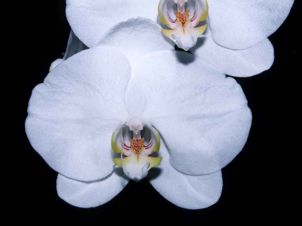 Phal Scheewittchen