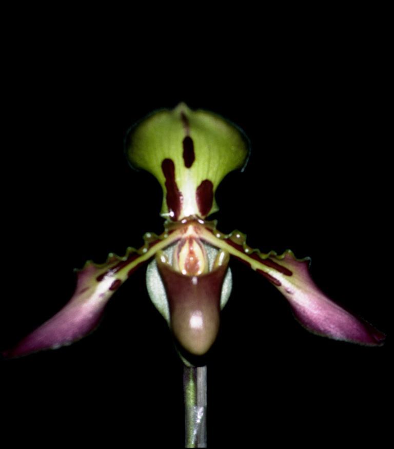 Paphiopedilum tigrinum - CBM/AOC