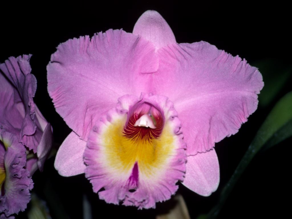 Rhyncholaeliocattleya Mount Sylvan - AM/AOC