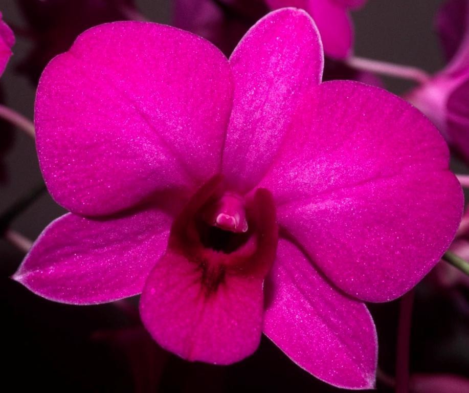 Dendrobium bigibbum var. compactum - HCC/AOC