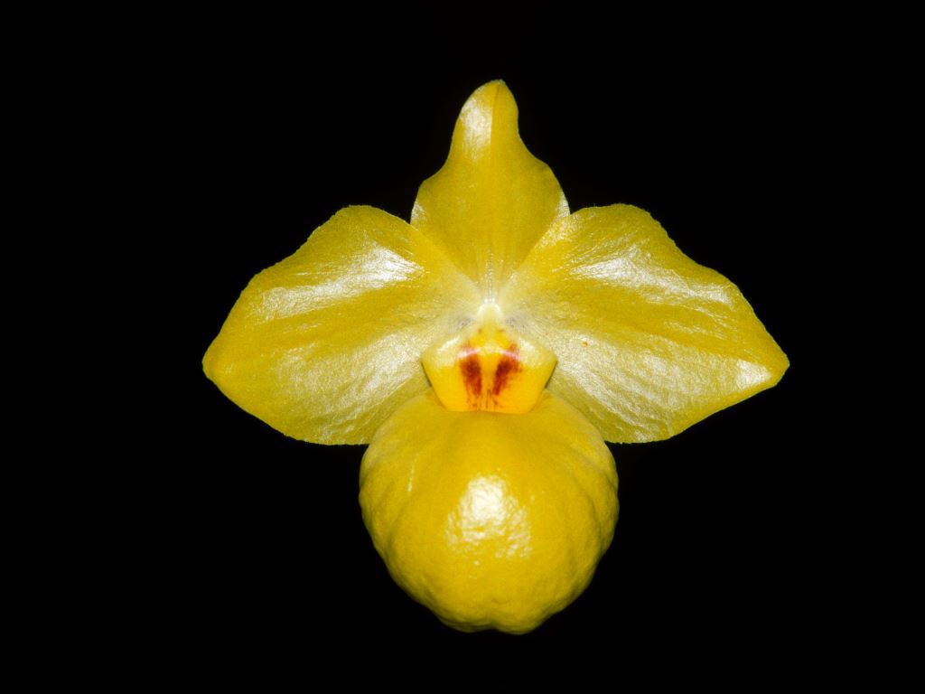 Paphiopedilum armeniacum