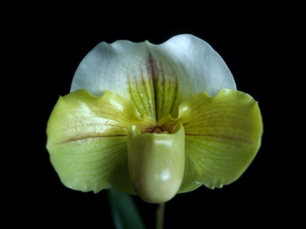 Paph Via Boulder