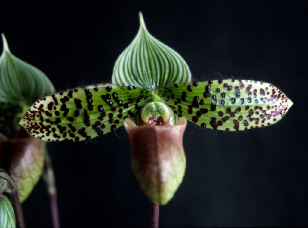 Paph Double Deception