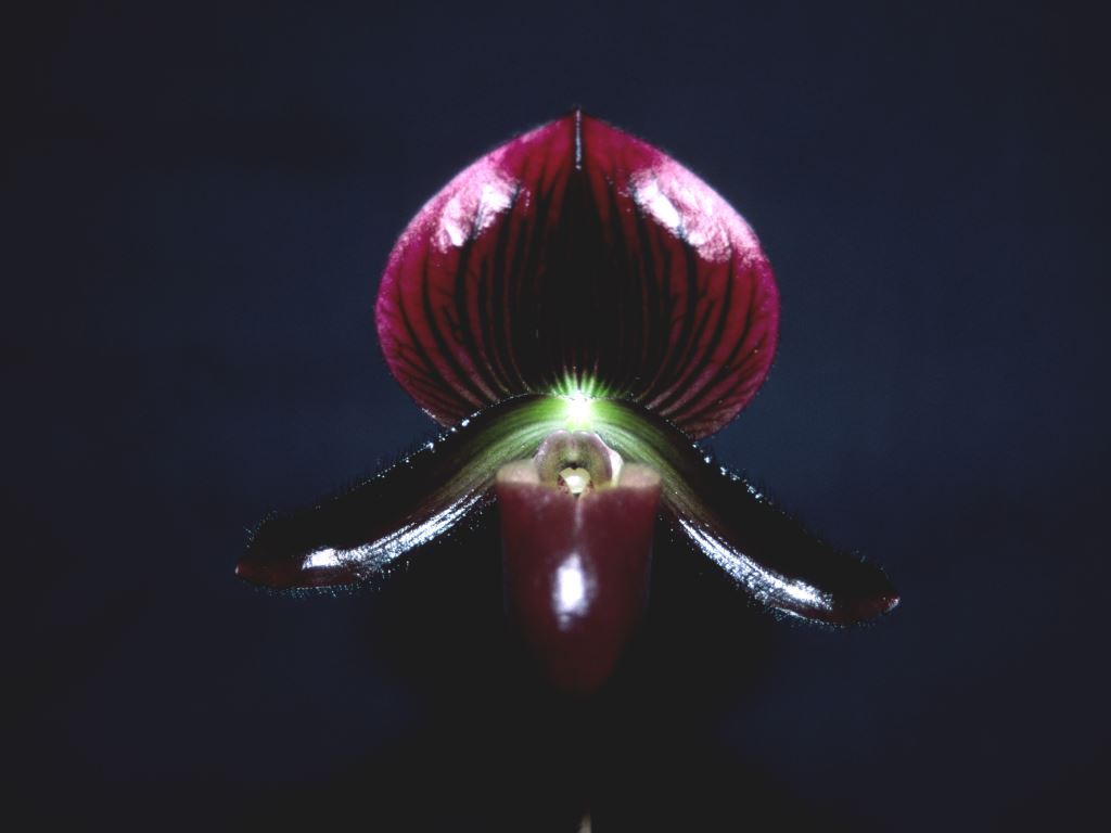 Paph Garnet Fire