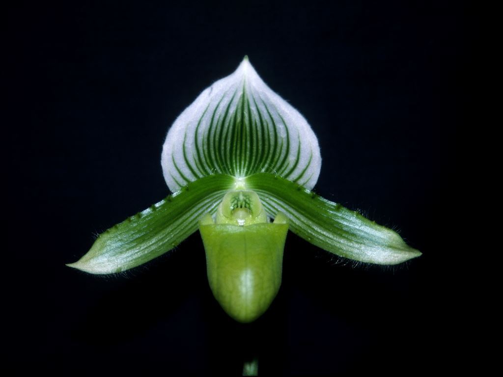 Paph Celle