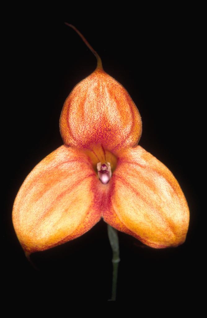 Masdevallia Kimballiana - HCC/AOC