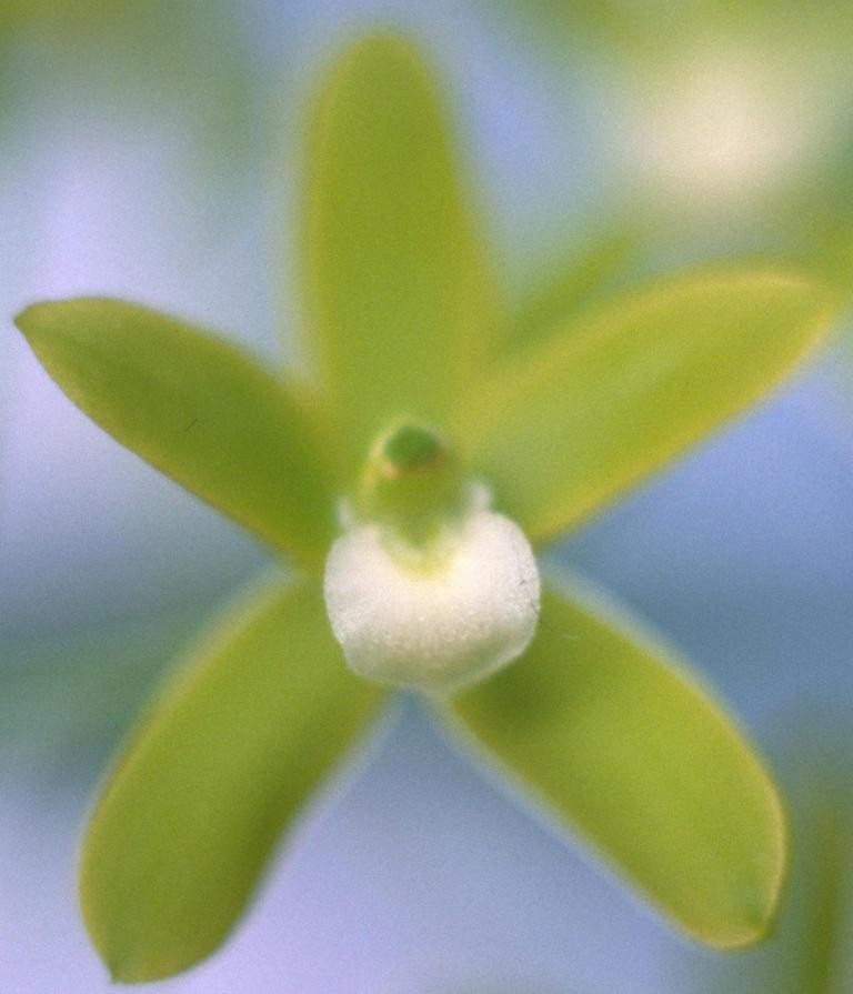 Cymbidium canaliculatum 'D'Bush'