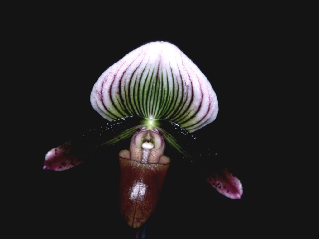 Paphiopedilum Luther Slaughter - HCC/AOC