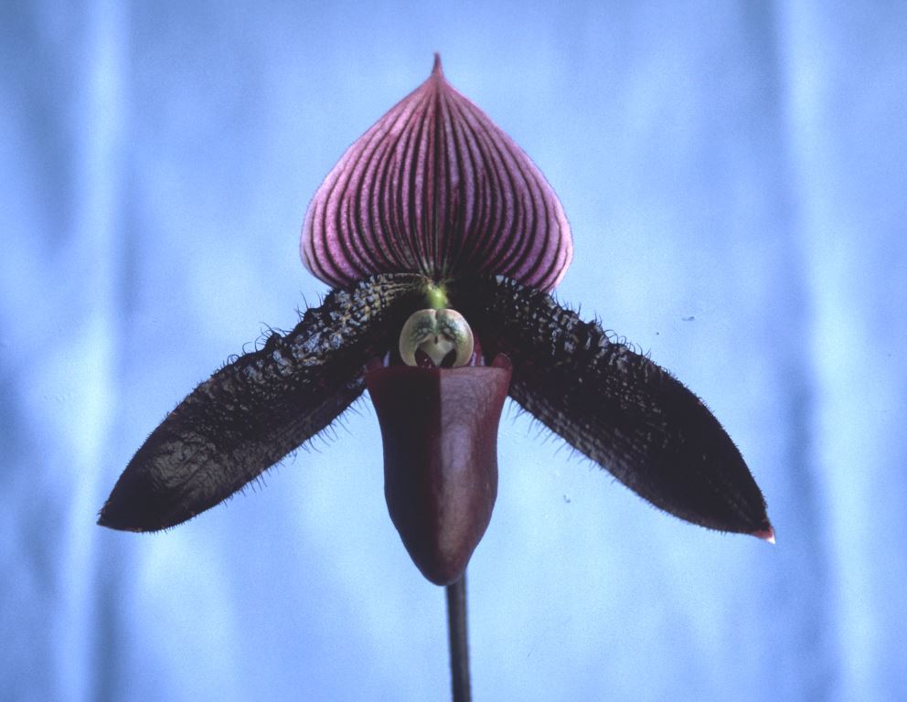 Paph Macabre