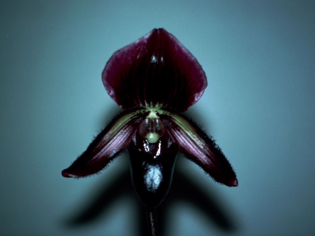 Paph Dark Magic