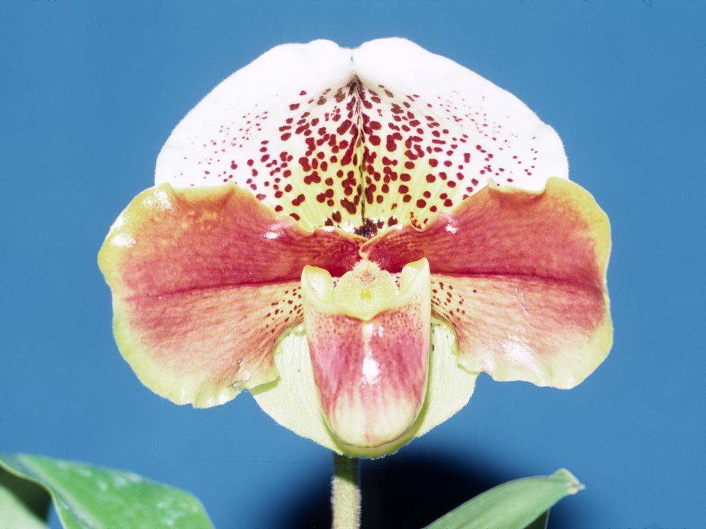 Paphiopedilum Highland Fair - HCC/AOC