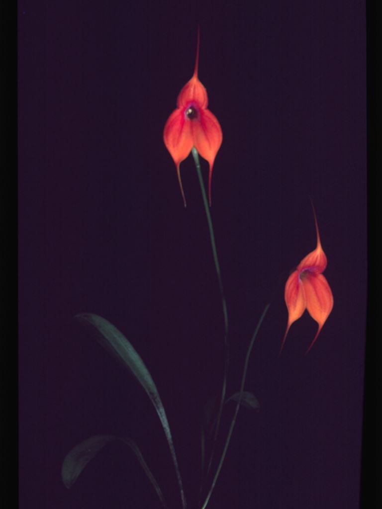 Masdevallia Peach Fuzz - HCC/AOC