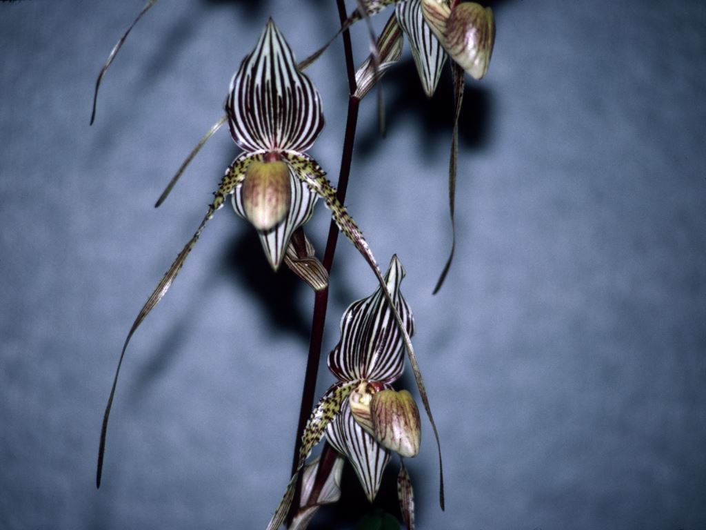 Paphiopedilum Saint Swithin - AM/AOC