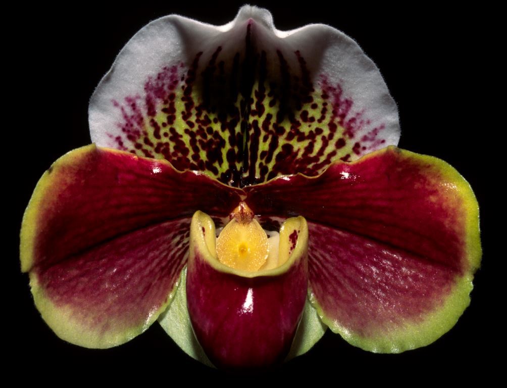 Paphiopedilum Northville Pride - HCC/AOC