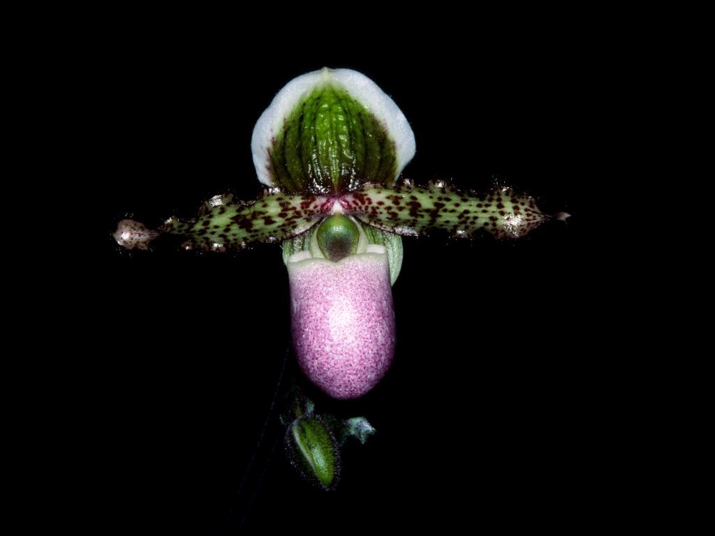 Paphiopedilum liemianum - HCC/AOC