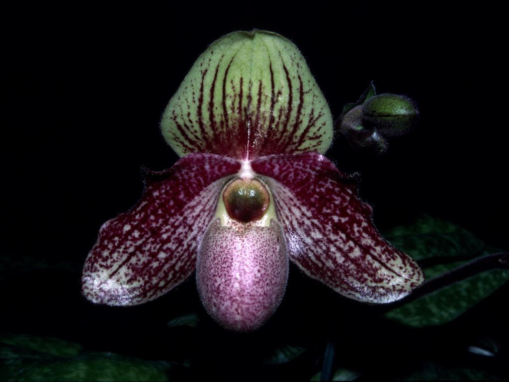 Paph Charles Sladden