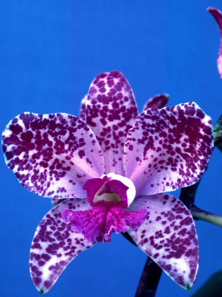 Cattleya amethystoglossa - HCC/AOC