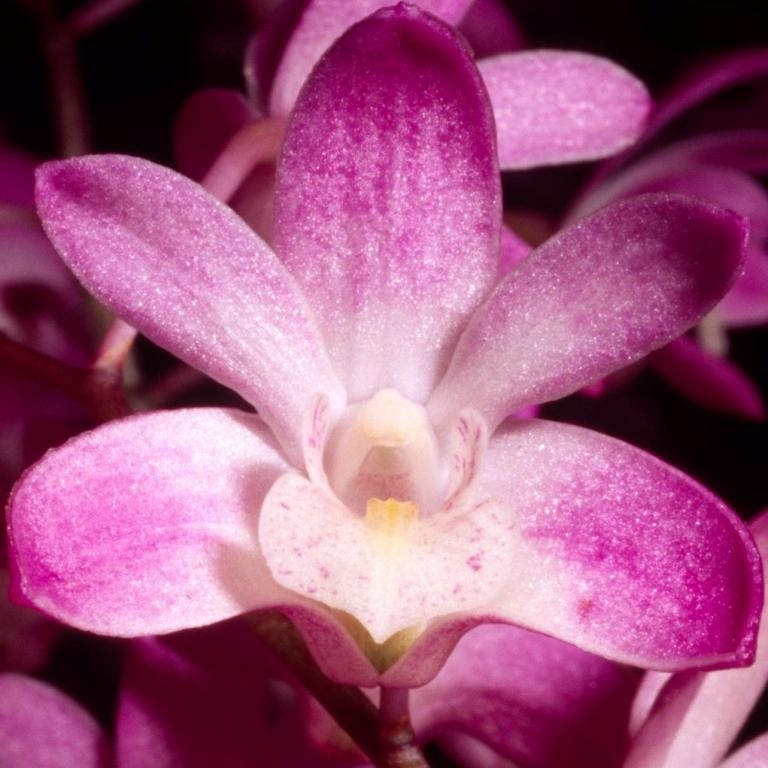 Dendrobium Bardo Rose - ACC/AOC