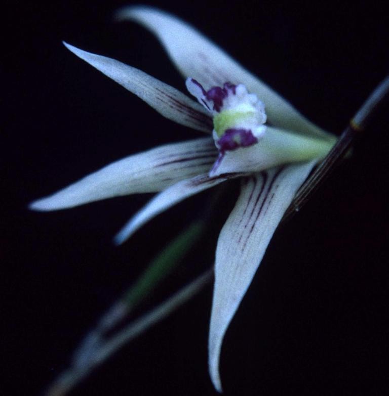 Dendrobium schoeninum - ACC/AOC