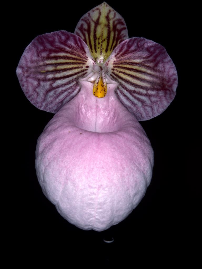 Paphiopedilum micranthum - HCC/AOC