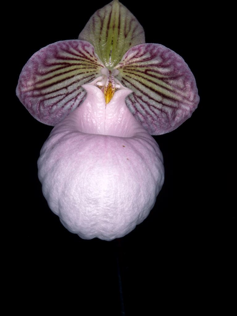 Paphiopedilum micranthum - HCC/AOC