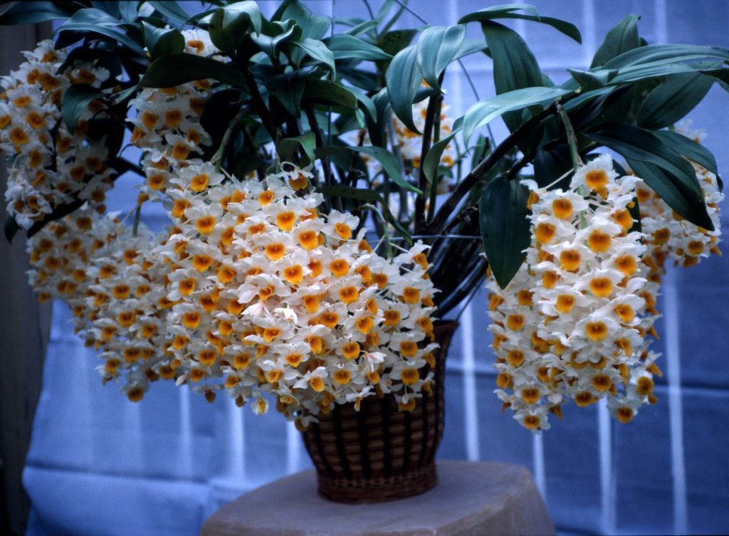 Dendrobium thyrsiflorum var. thyrsiflorum - ACC/AOC
