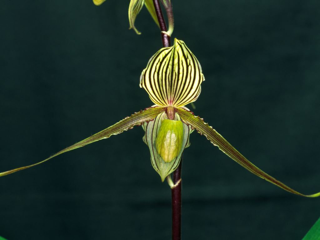 Paphiopedilum Saint Swithin - HCC/AOC