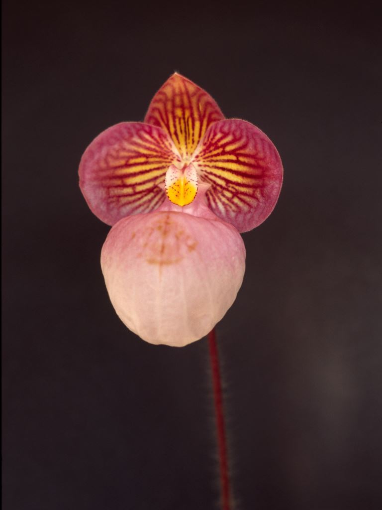 Paphiopedilum micranthum - AM/AOC