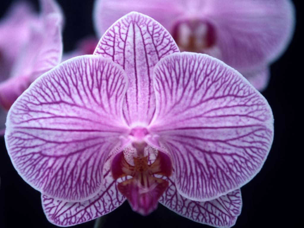 Phalaenopsis High Energy