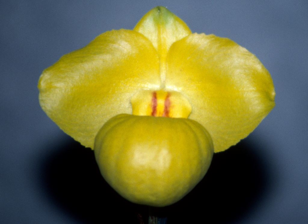 Paphiopedilum armeniacum - AM/AOC