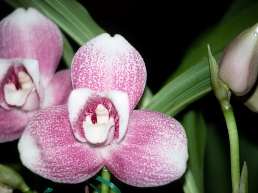 Lycaste Shoalhaven - HCC/AOC
