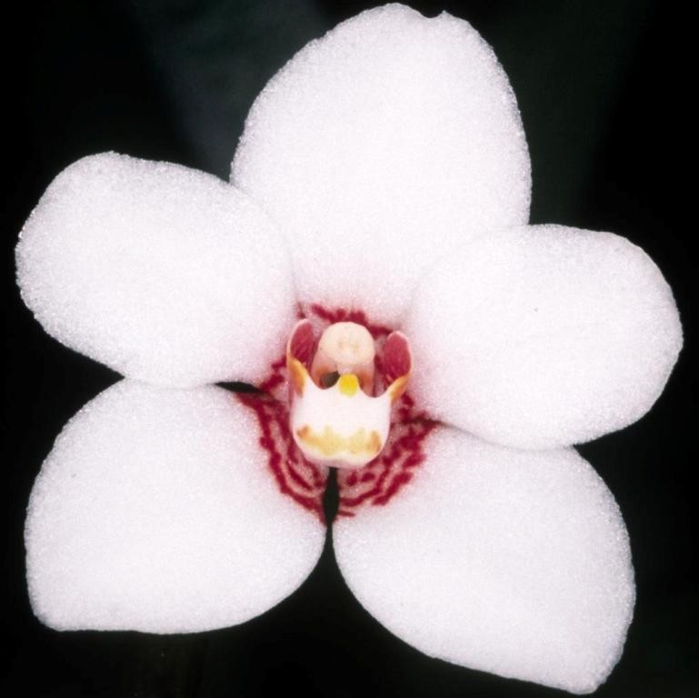 Sarcochilus hartmannii - HCC/AOC