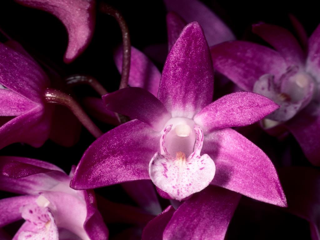 Dendrobium Yondi - AD/AOC