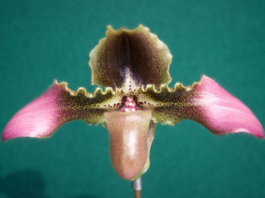 Paphiopedilum hirsutissimum - AM/AOC