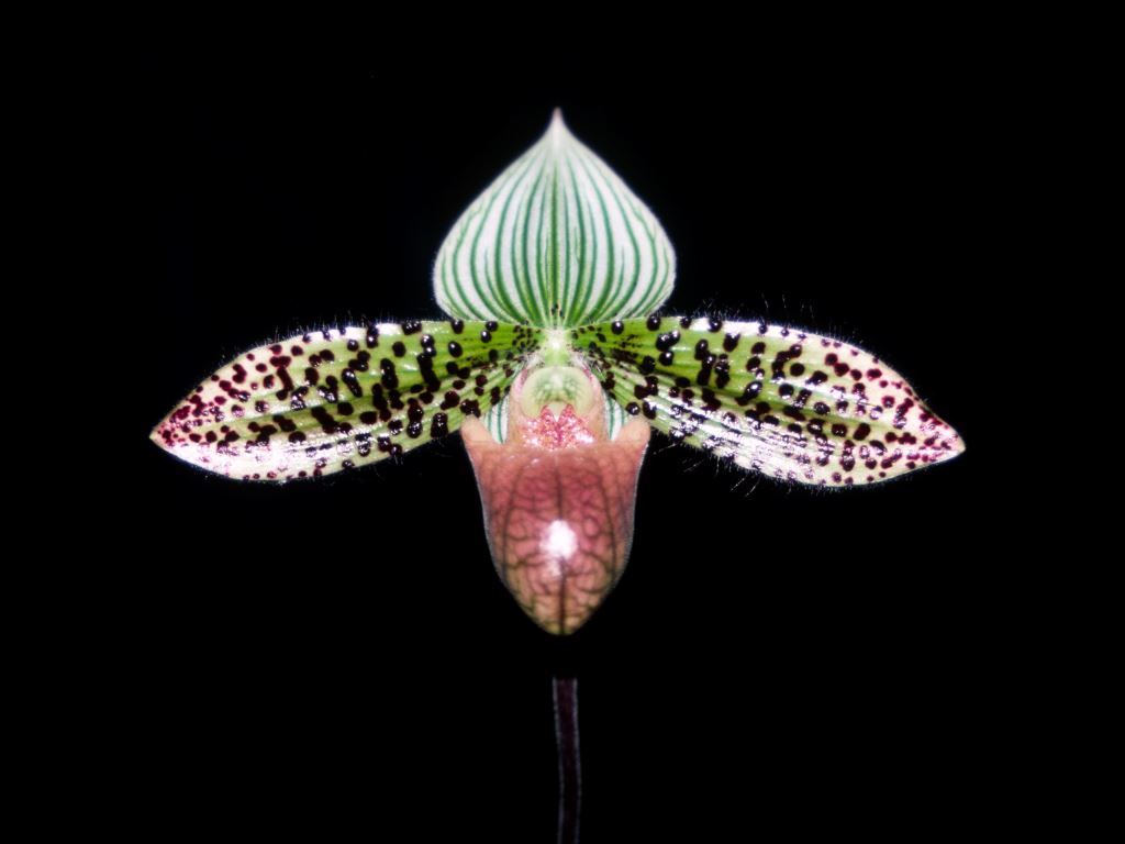 Paphiopedilum Double Deception - HCC/AOC