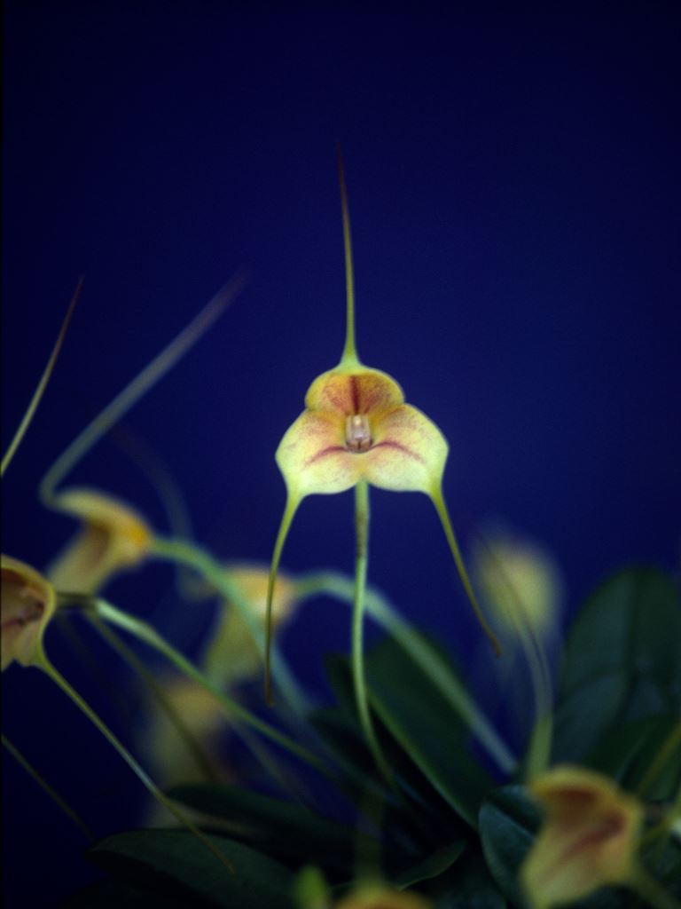 Masdevallia x wubbenii