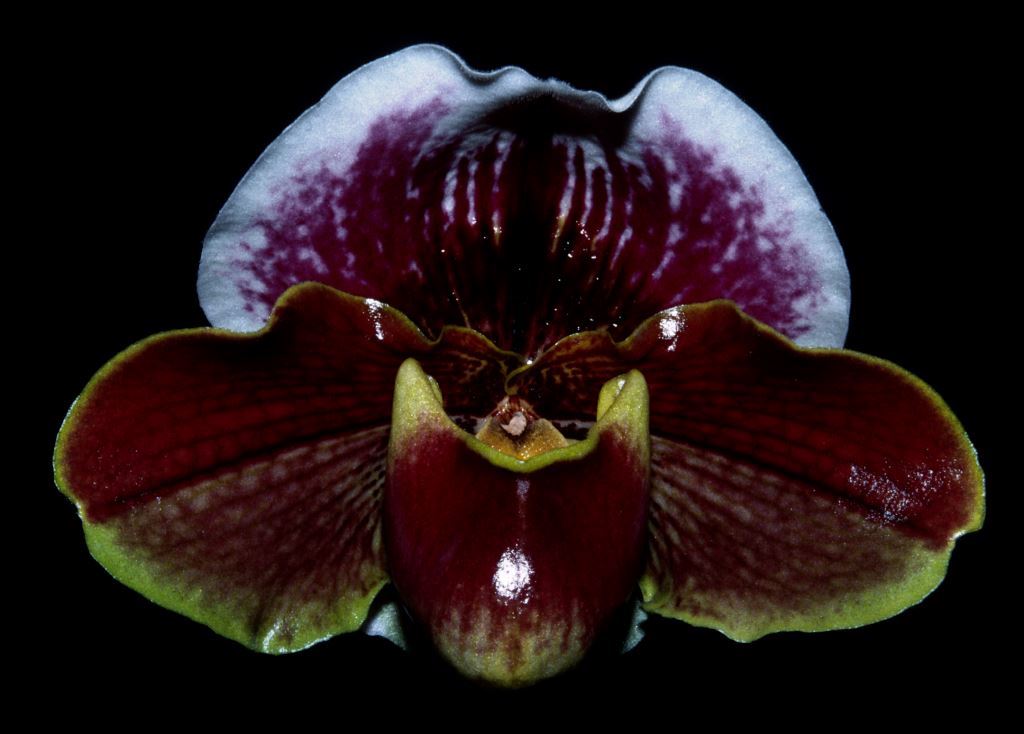 Paph Johnston's Red