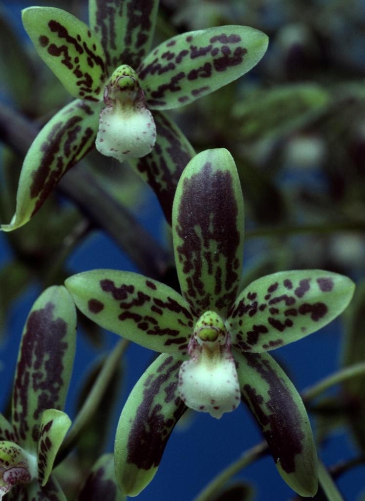 Cymbidium canaliculatum - ACC/AOC