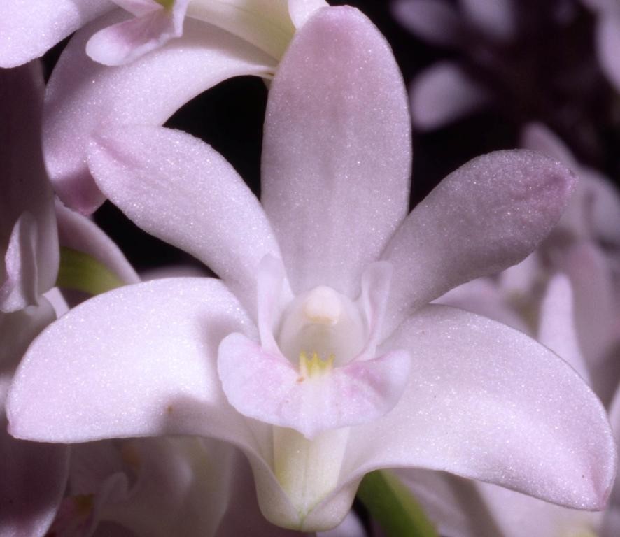 Dendrobium kingianum var. pulcherrimum - ACC/AOC