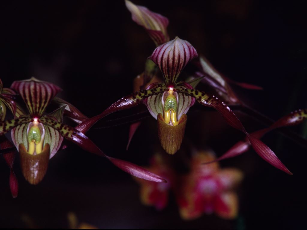 Paphiopedilum Berenice - HCC/AOC