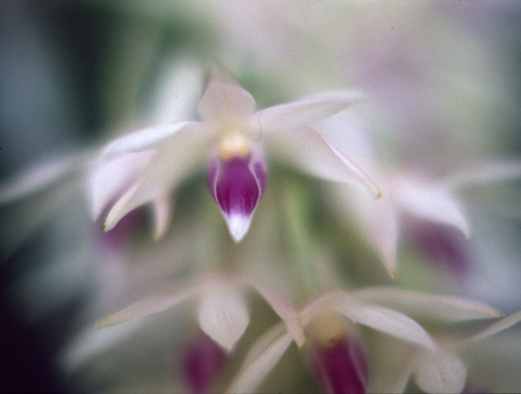 Dendrobium amethystoglossum - ACC/AOC