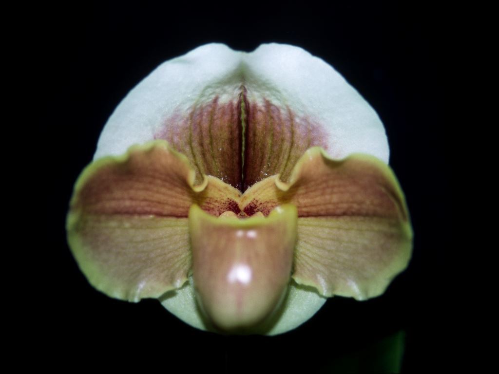 Paph Jean Herbert