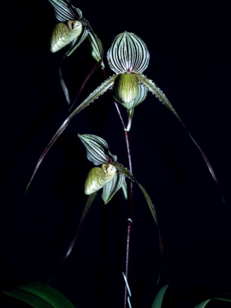 Paph Saint Swithin