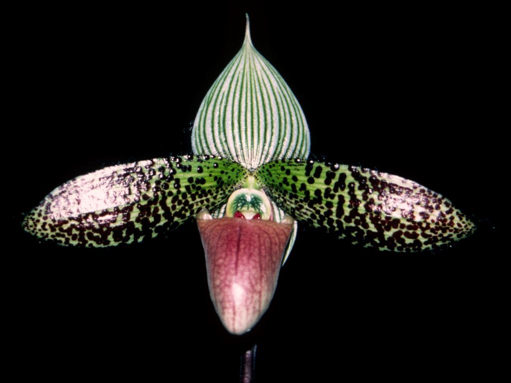 Paphiopedilum sukhakulii - HCC/AOC