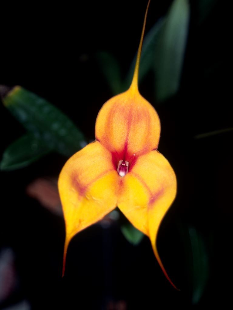 Masdevallia Kimballiana - HCC/AOC
