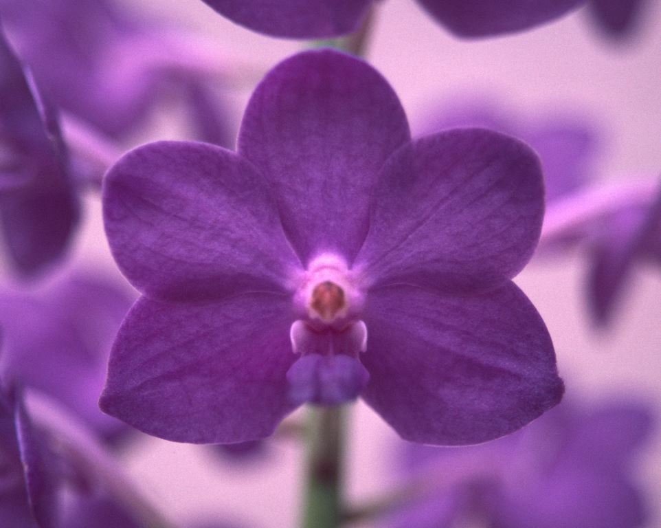 Vanda Pine Rivers - AM/AOC